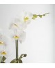 trabzon Orkide  Çiftli