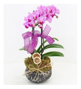 trabzon mini orkide