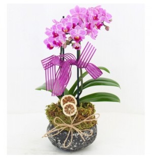 trabzon mini orkide