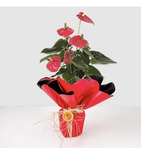trabzon antoryum çiçeği