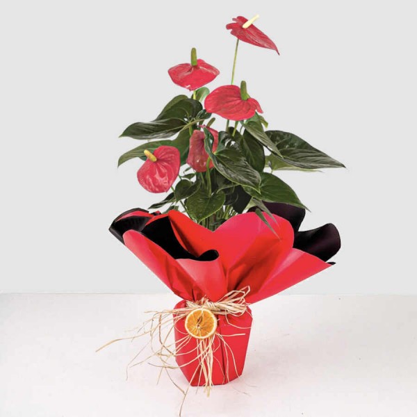 trabzon antoryum çiçeği